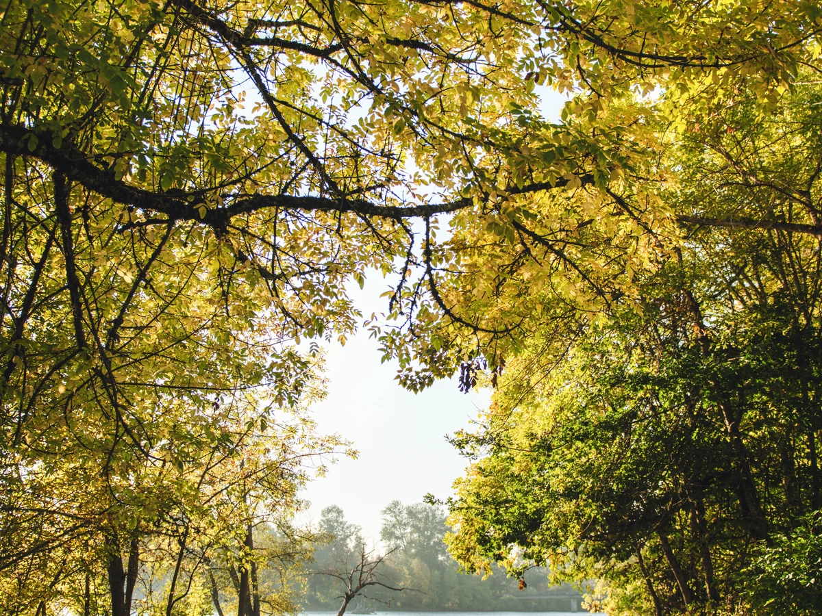 Adult IQ testing in Eugene - licensed psychologists